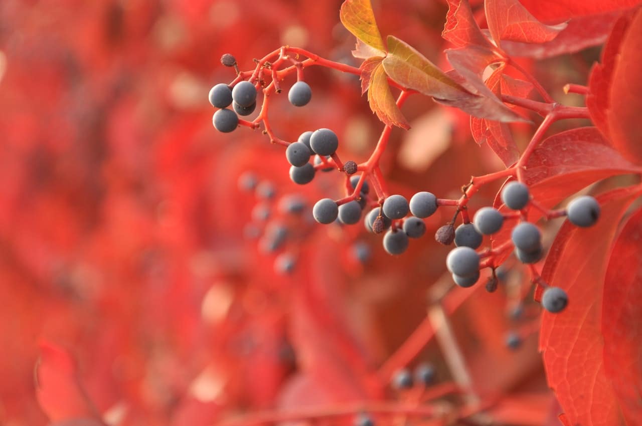 berries-tree
